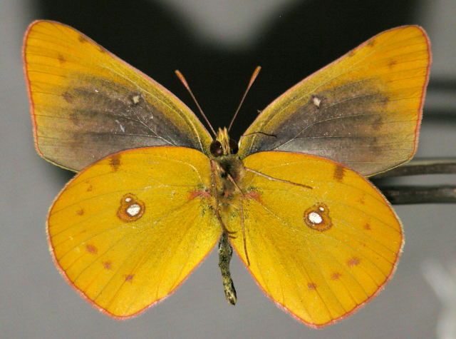 Colias erytheme melanic (black colias) (Internet Image property of respective owner, non-commercial use only)